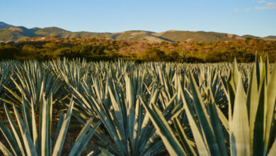 Mezcal Amarás