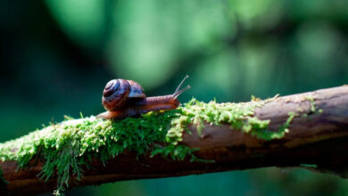 Baba de caracol