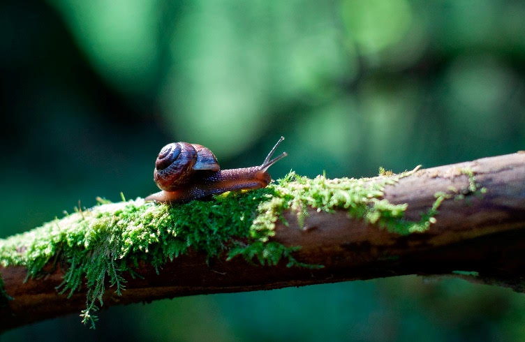 Baba de caracol