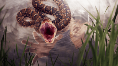 Amos del Pantano Invasion de serpientes