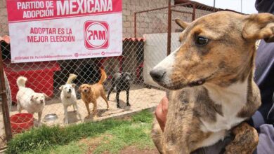 Partido de Adopción Mexicana